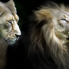 Схема вышивки «лев и львица»