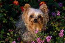 Схема вышивки «№288616»