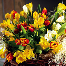 Схема вышивки «тюльпаны»