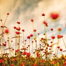 Схема вышивки «Поле»