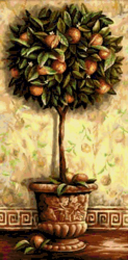 Апельсиновое дерево - цитрус, дерево, апельсин - предпросмотр