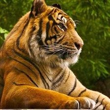 Схема вышивки «Тигр»