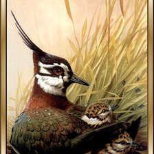 Схема вышивки «Птица»