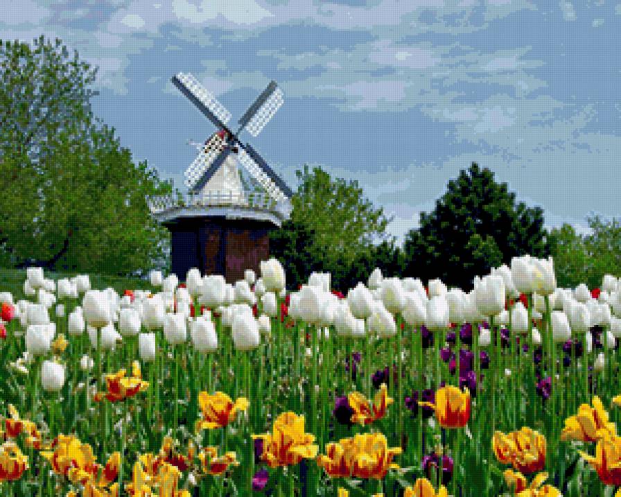 серия "цветы" - цветы.тюльпаны.пейзаж - предпросмотр