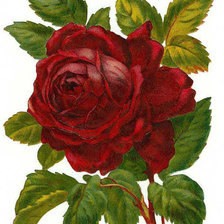 Схема вышивки «красная роза»