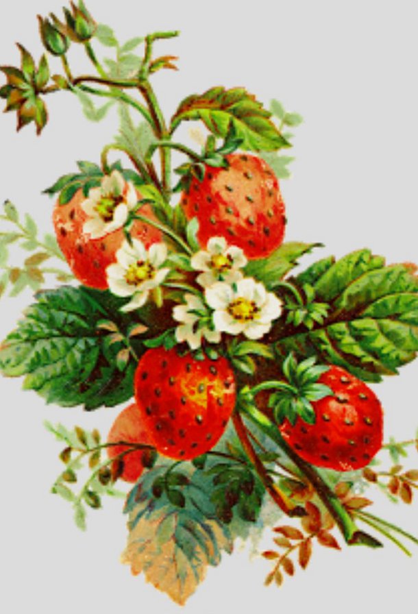 спелая ягода - оригинал