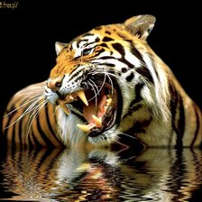 Схема вышивки «Тигр 2»