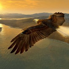 Схема вышивки «Орёл»