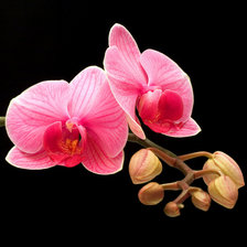 Схема вышивки «№289421»