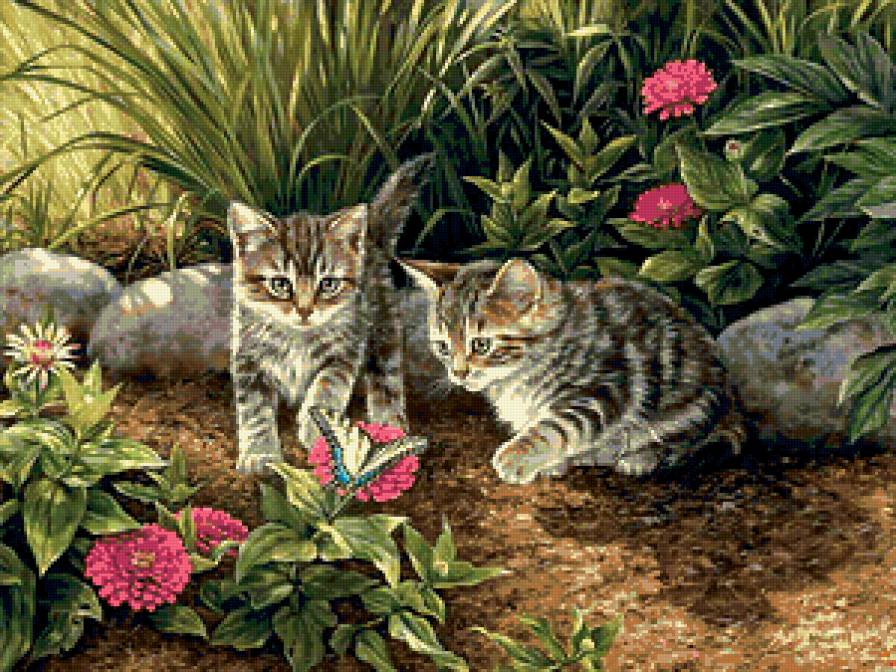 котята - предпросмотр