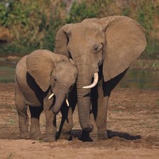 Схема вышивки «№289908»