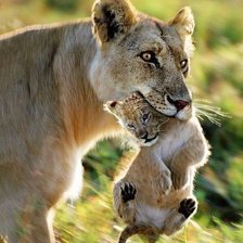 Схема вышивки «№289910»