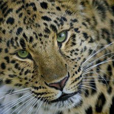 Схема вышивки «кошки»