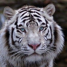 Схема вышивки «кошки»