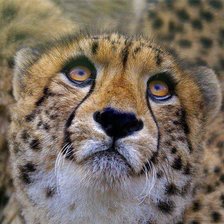 Схема вышивки «кошки»