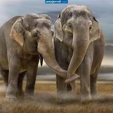 Схема вышивки «влюбленные слоны»