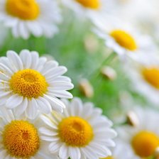 Схема вышивки «Ромашки»