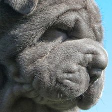 Схема вышивки «Неаполитанский мастиф»