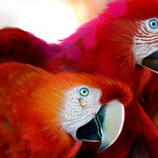 Схема вышивки «Попугаи»