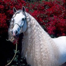 Схема вышивки «Лошадь»