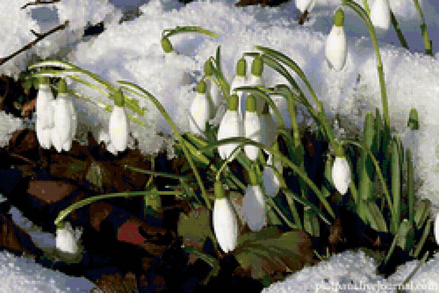 весна - подснежники, весна, цветы, проталины - предпросмотр