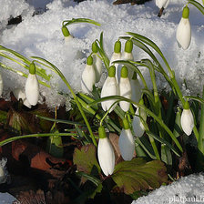 Схема вышивки «весна»