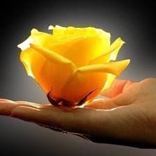 Схема вышивки «Роза»