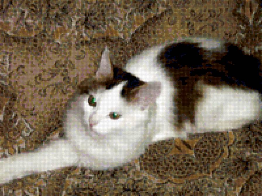 Барсик - домашние животные, кошки - предпросмотр