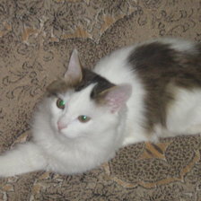 Схема вышивки «Барсик»