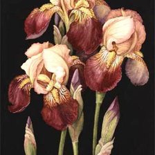 Схема вышивки «№290278»