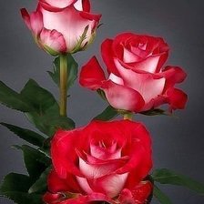 Схема вышивки «№290414»