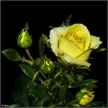 Схема вышивки «№290417»