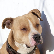 Схема вышивки «мой амстафф»