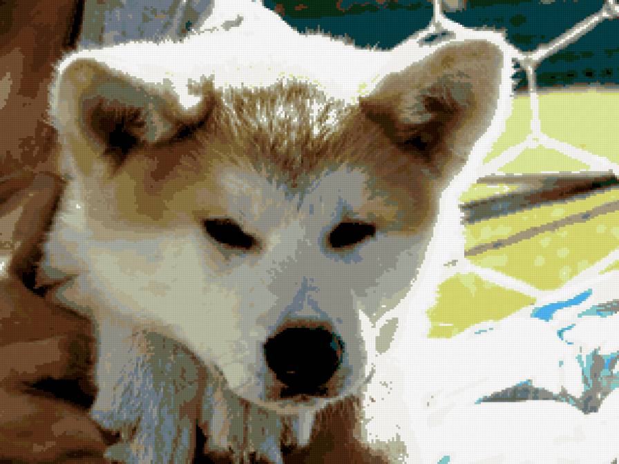 Рик - акита ину - предпросмотр