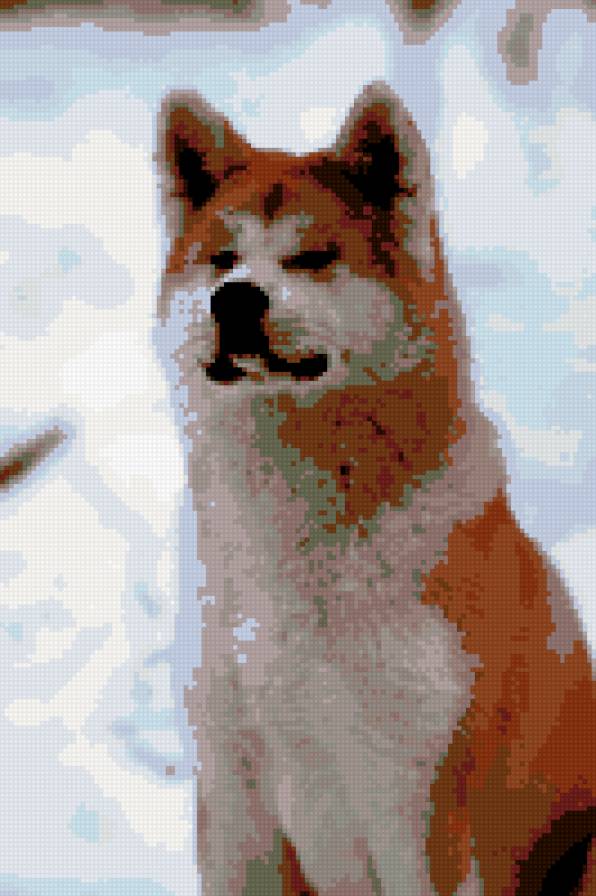 Акита - предпросмотр