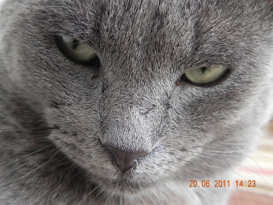 кот - кошки, животные, коты - оригинал