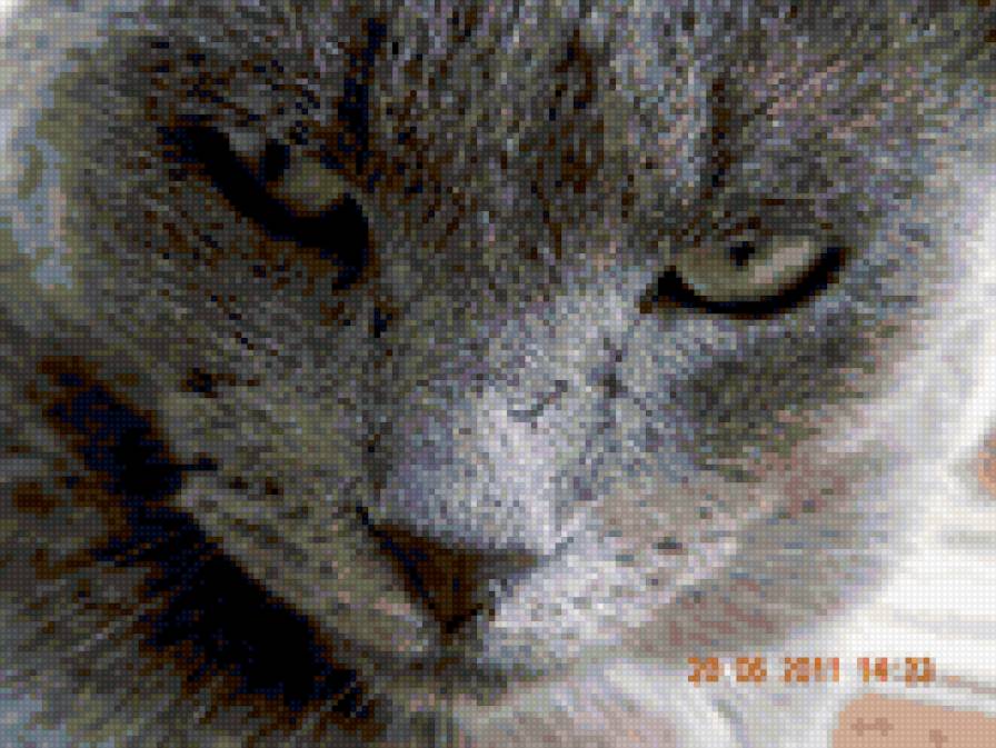 кот - кошки, коты, животные - предпросмотр