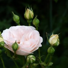 Схема вышивки «Роза»