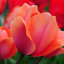 Схема вышивки «Весна»