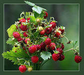 Схема вышивки «№290760»