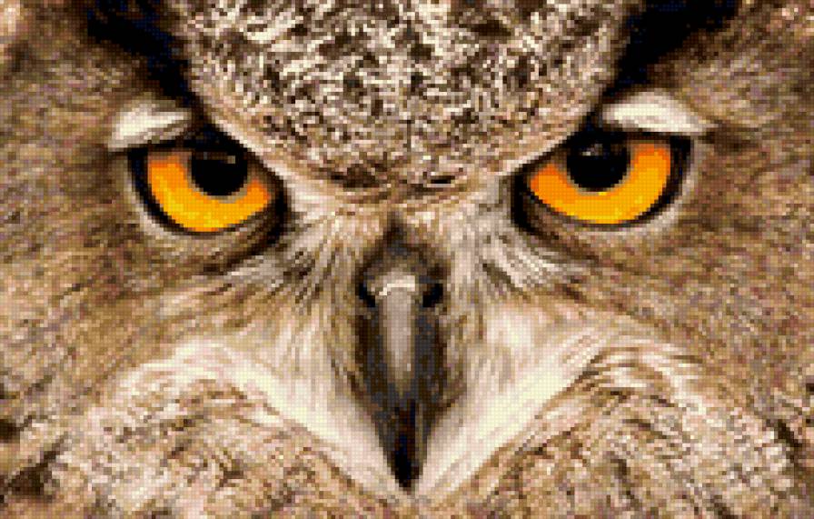 в мире животных - животные, сова, птицы - предпросмотр