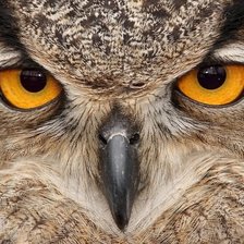 Схема вышивки «в мире животных»