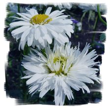 Схема вышивки «№290884»