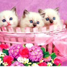 Схема вышивки «котята»