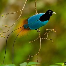 Схема вышивки «Райская птица на ветке»