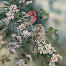 Схема вышивки «птицы»