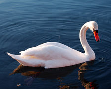 Схема вышивки «Лебедь»