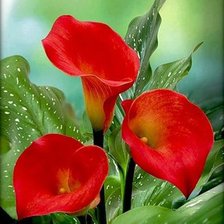 Схема вышивки «lill»