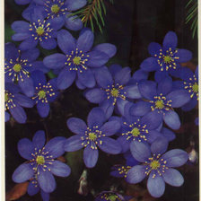 Схема вышивки «№291130»