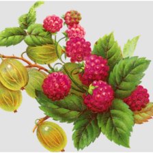 Схема вышивки «ягода-малина»